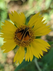 Copaeodes aurantiaca