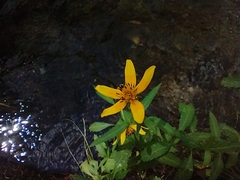 Bidens aurea