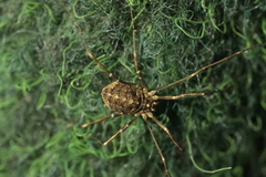 Opilio saxatilis