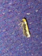 Monopis crocicapitella