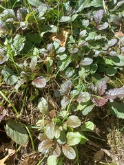 Ajuga reptans
