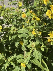 Helianthus decapetalus