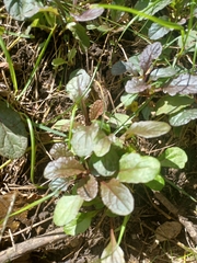 Ajuga reptans