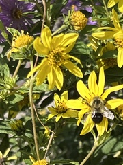 Helianthus decapetalus