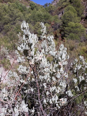 Cistus atriplicifolius