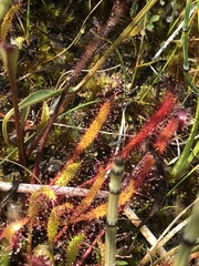 Drosera linearis