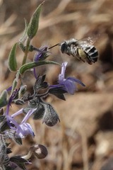 Anthophora urbana