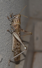 Schistocerca gregaria flaviventris