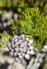Serruria gremialis