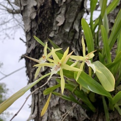 Miltonia flavescens