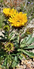 Berkheya armata