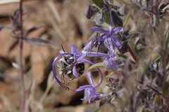 Anthophora urbana