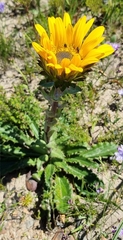 Berkheya armata