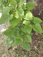 Catalpa