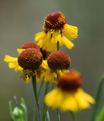 Helenium amphibolum