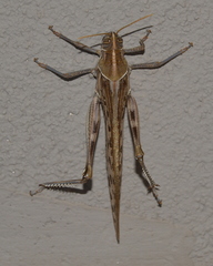 Schistocerca gregaria flaviventris
