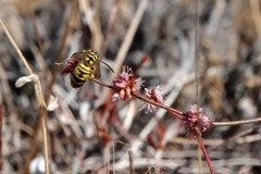 Vespula sulphurea