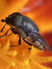 Stomorhina