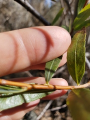 Salix laevigata