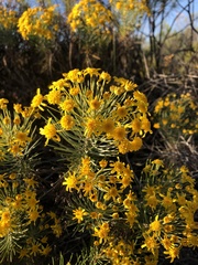 Euryops