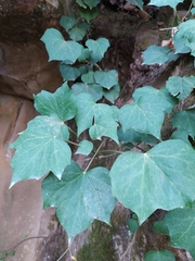 Hedera algeriensis