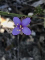 Heliophila subulata