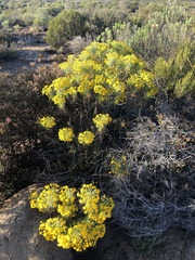 Euryops