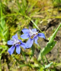 Moraea lugubris