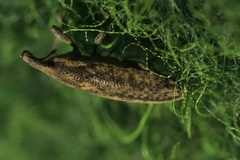 Lixus subtilis