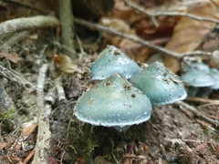 Stropharia caerulea