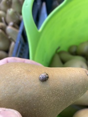 Calligrapha philadelphica