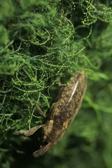 Lixus subtilis