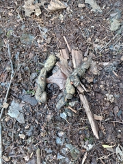 Castorimorpha