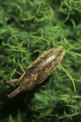 Lixus subtilis
