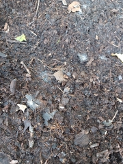Castorimorpha