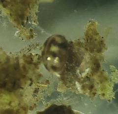 Ostracoda