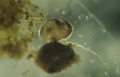 Ostracoda