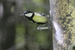 Parus major