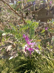 Mundulea sericea