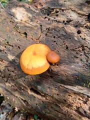 Pholiota granulosa