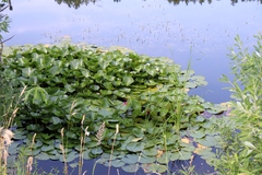 Nymphaea × marliacea