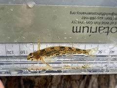 Etheostoma rupestre