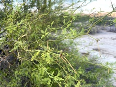 Prosopis articulata