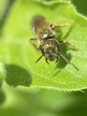 Halictus aerarius
