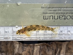 Etheostoma rupestre