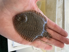 Trinectes maculatus