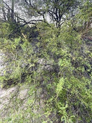 Prosopis articulata