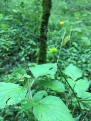 Ranunculus petiolaris