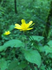 Ranunculus petiolaris