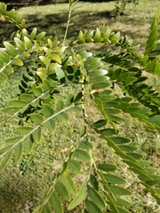Gleditsia triacanthos